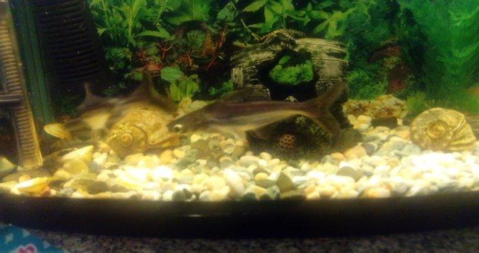 Salam Akula Balixlari Satilir 16 sm di olculeri Ve Barter Edilir