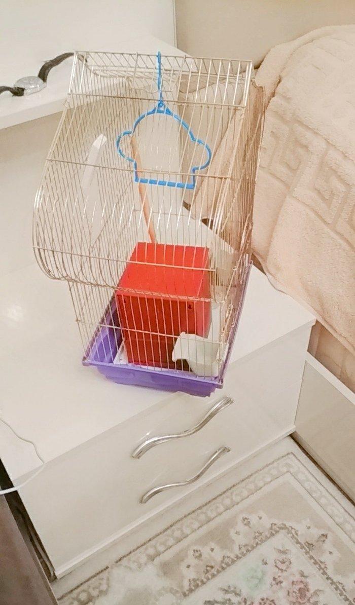 quş qefesi. ela veziyyetdedir.yuvasi yem qabi. su qabi. qum qabi. yell