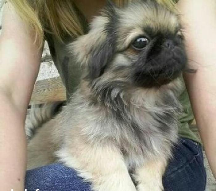 4 aylıq dişi pekines satılır tam sağlam tam peyvendli baladı, zehmet o