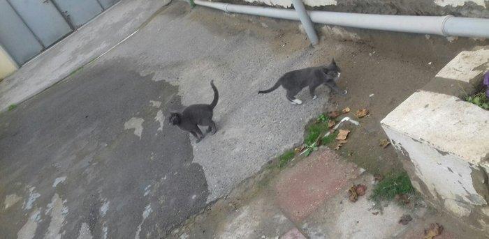 Evi pişiklər Temiz ve yaxsi pişiklerdi.Ancaq evde saxlayın ve yaxsi ba