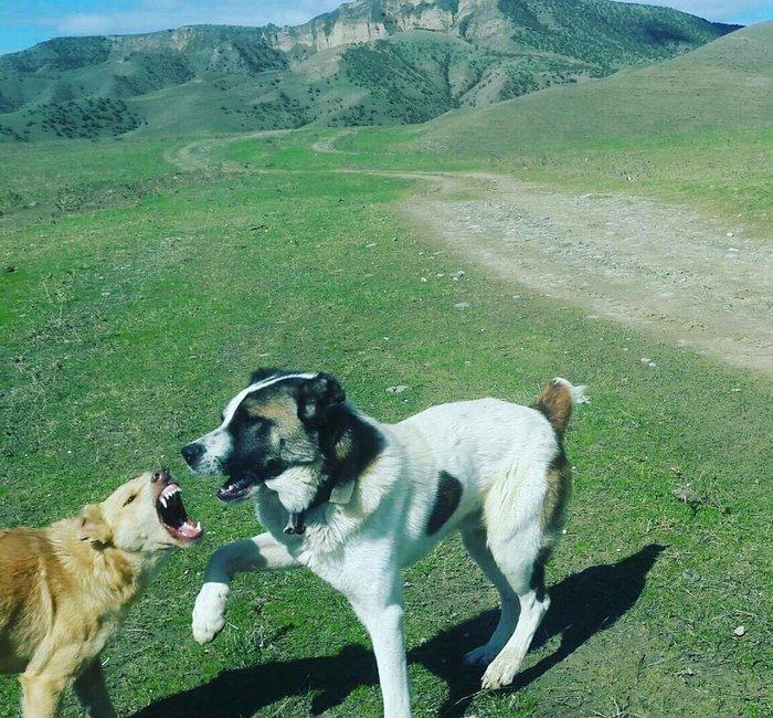 qurd basar satlir ozum 260 manata almisdim 3 ayiqinda 18 ayliqdi indi