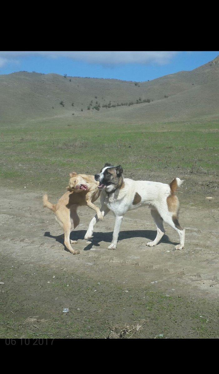 qurd basar satlir ozum 260 manata almisdim 3 ayiqinda 18 ayliqdi indi