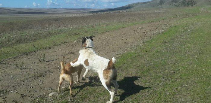 qurd basar satlir ozum 260 manata almisdim 3 ayiqinda 18 ayliqdi indi