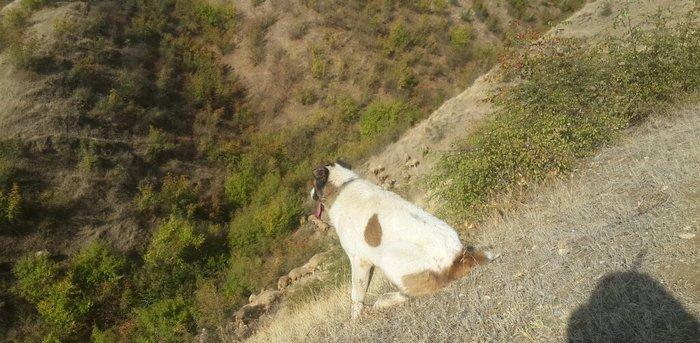qurd basar satlir ozum 260 manata almisdim 3 ayiqinda 18 ayliqdi indi