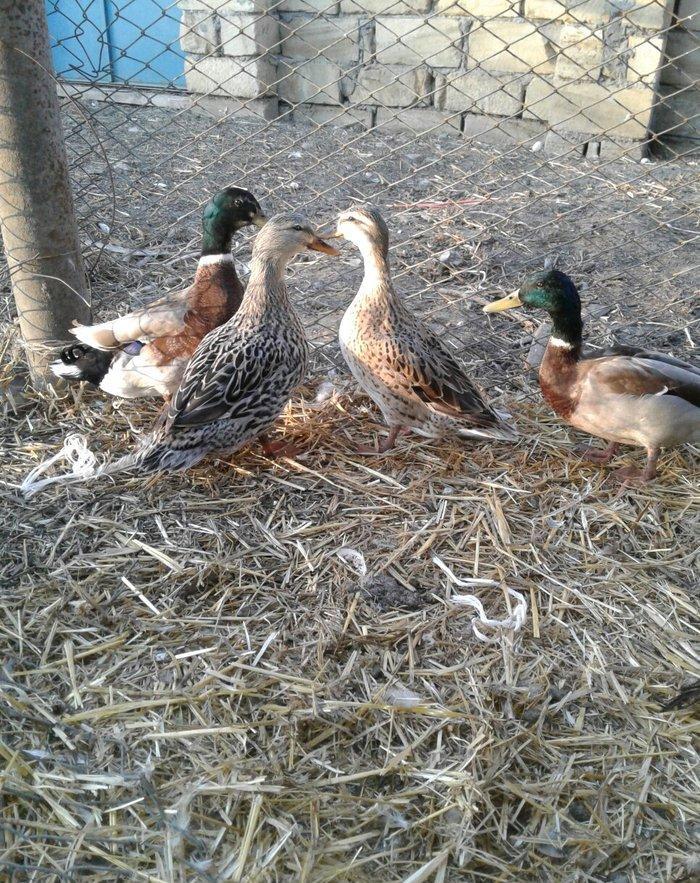 cöl ördeyleri nadir rengde gümüşü ve gizili real alijilar zeng vursun