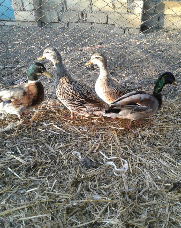 cöl ördeyleri nadir rengde gümüşü ve gizili real alijilar zeng vursun