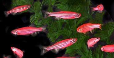 Yerli artım danio baliqarı satılır.  Ölçüləri 3,5-4,5 sm. 3-4 cur