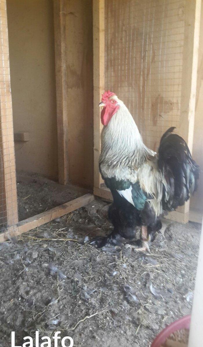 Layt dark buff qold ag bramaorpinqton ve koxin xoruzlari satilir