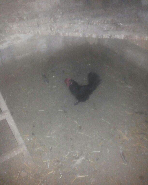 şəkilde gördüyünüz yaponka xoruz satilir. Tam saqlamdi. Qiymeti 14 man