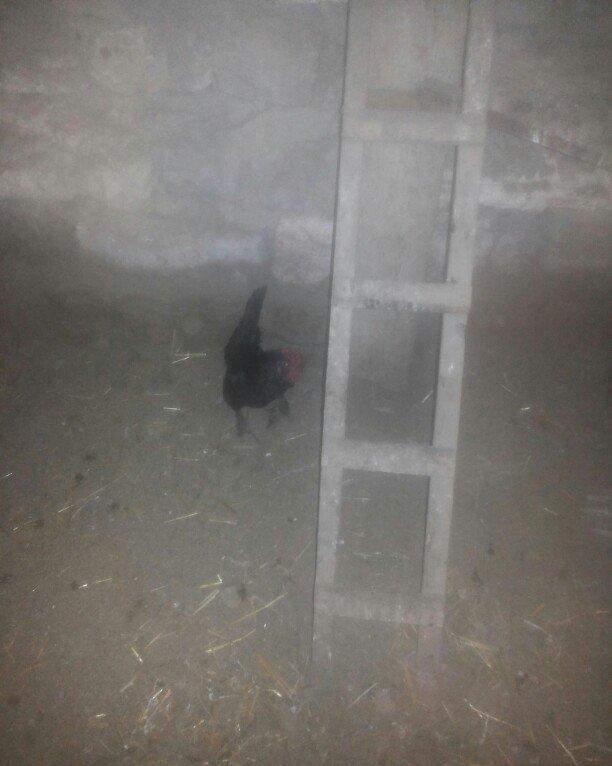 şəkilde gördüyünüz yaponka xoruz satilir. Tam saqlamdi. Qiymeti 14 man