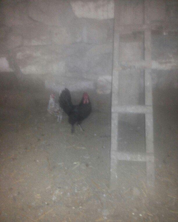 şəkilde gördüyünüz yaponka xoruz satilir. Tam saqlamdi. Qiymeti 14 man