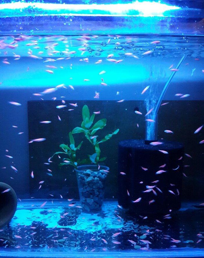 Cehrayi danio baligi.Olcusu 1.5-2 sm.
Qiymet 0.50 qepik. 30 deneden as