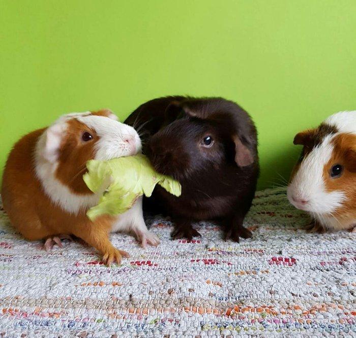 dəniz donuzu. 15 manata. 3 aylıqdilar erkek disi var. xahis olunur qiy