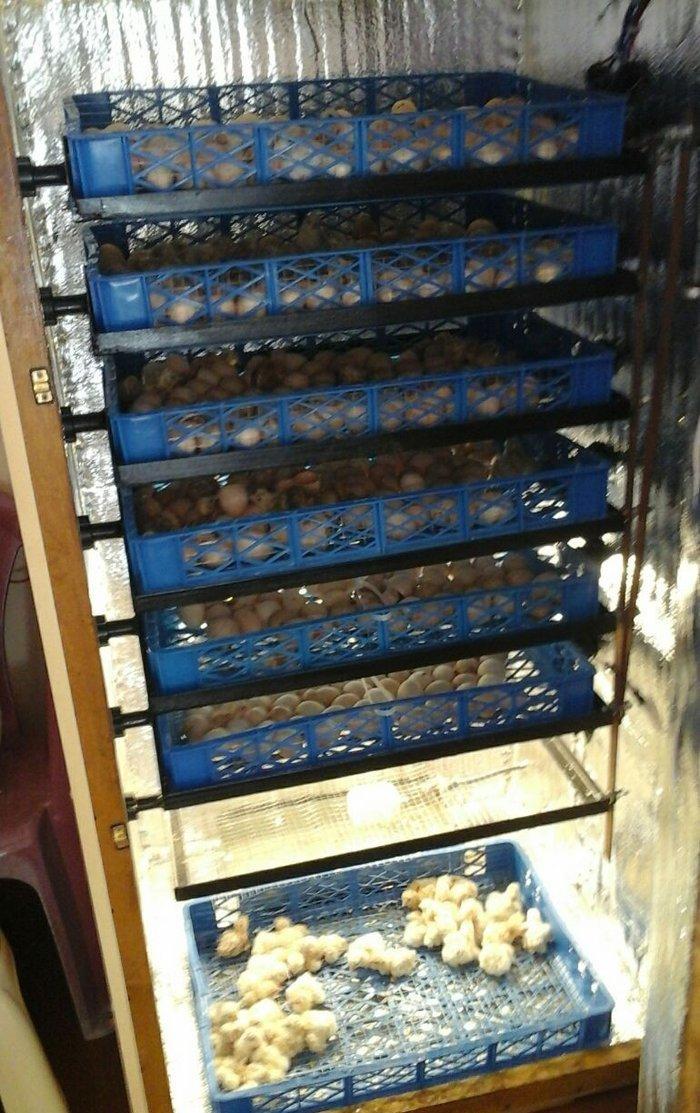 inkubator yigilir, tam avtomatik is rejimine malikdir. her bir sey avt