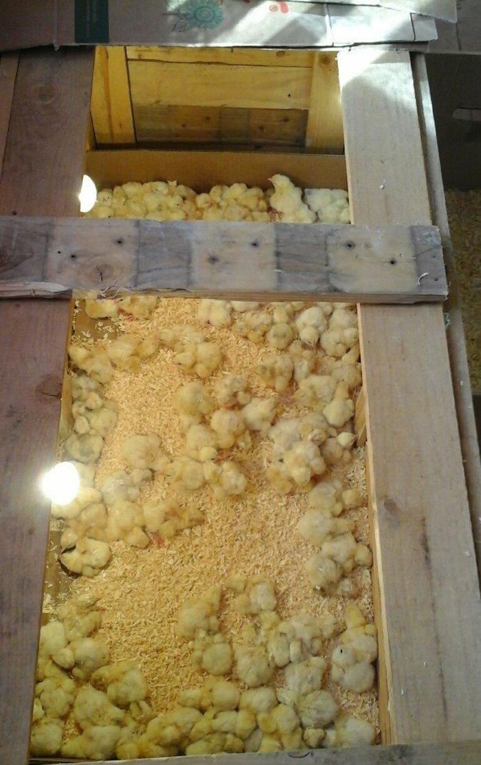 inkubator yigilir, tam avtomatik is rejimine malikdir. her bir sey avt