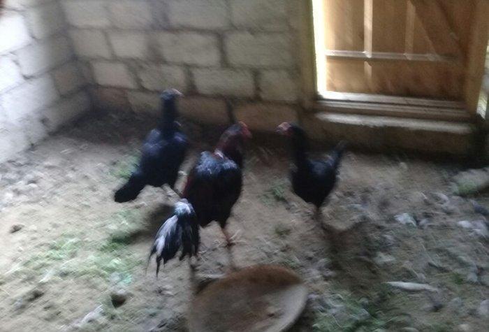 heratiler satilir 3 fere 1 xoruz tam saglamdilar hec bir problemi yoxd