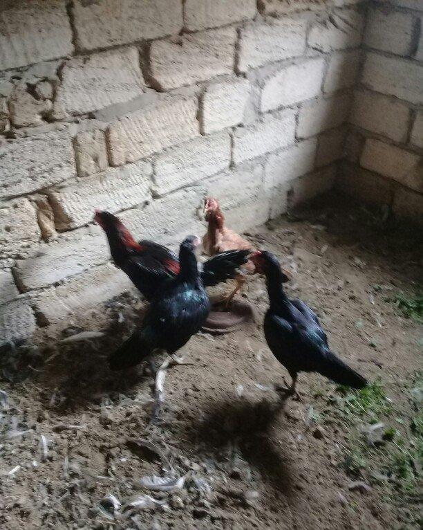 heratiler satilir 3 fere 1 xoruz tam saglamdilar hec bir problemi yoxd