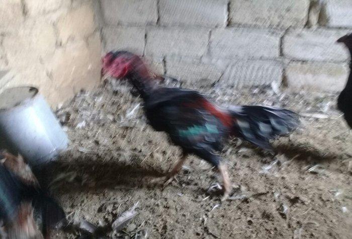 heratiler satilir 3 fere 1 xoruz tam saglamdilar hec bir problemi yoxd