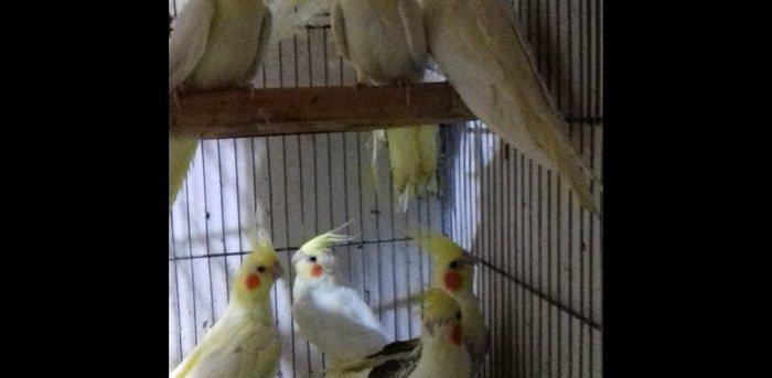 saqlam, cox aktiv quslardir, 6 aydan yuxari olan  korellalardir, real