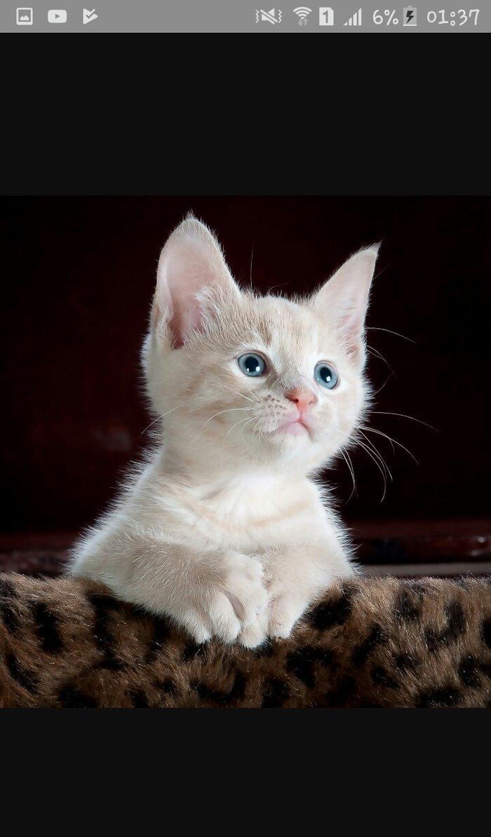 1 -2 ayliq ag bala pisiy isteyirem.eger kimde varsa nomreye zeng vursu