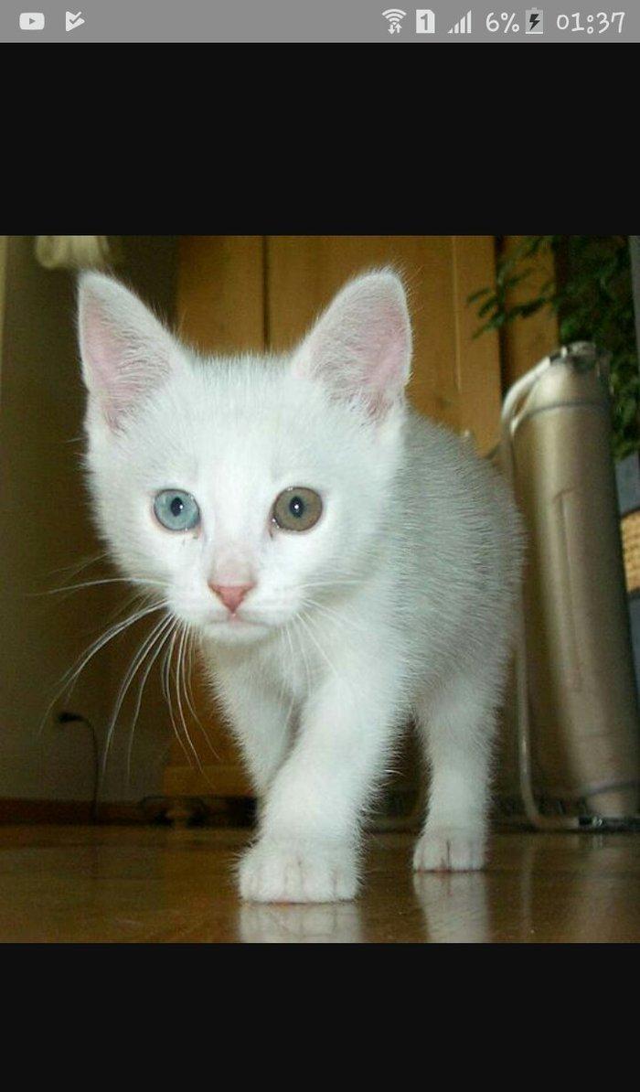 1 -2 ayliq ag bala pisiy isteyirem.eger kimde varsa nomreye zeng vursu