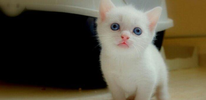 1 -2 ayliq ag bala pisiy isteyirem.eger kimde varsa nomreye zeng vursu