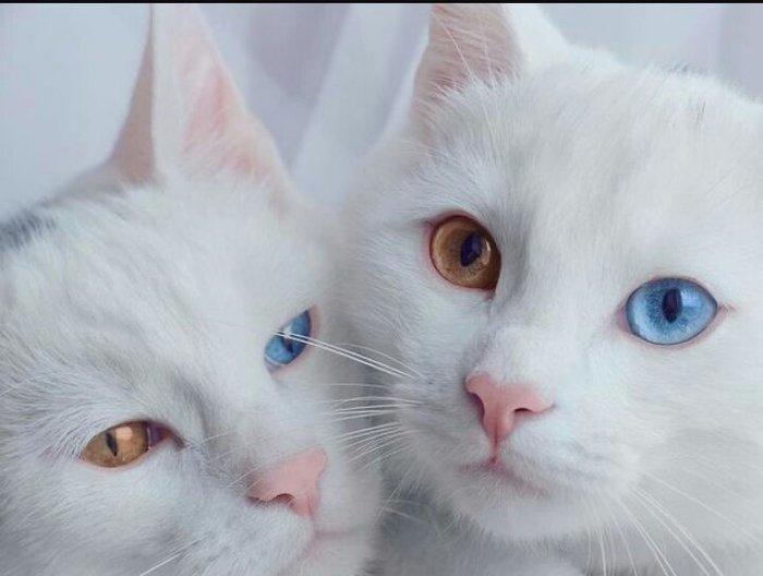 1 -2 ayliq ag bala pisiy isteyirem.eger kimde varsa nomreye zeng vursu