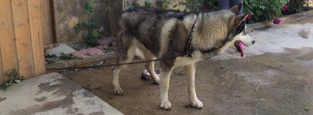 Temiz paroda xaski satilir 1yas 2ayligdi damiynan bir yerde 150azn e