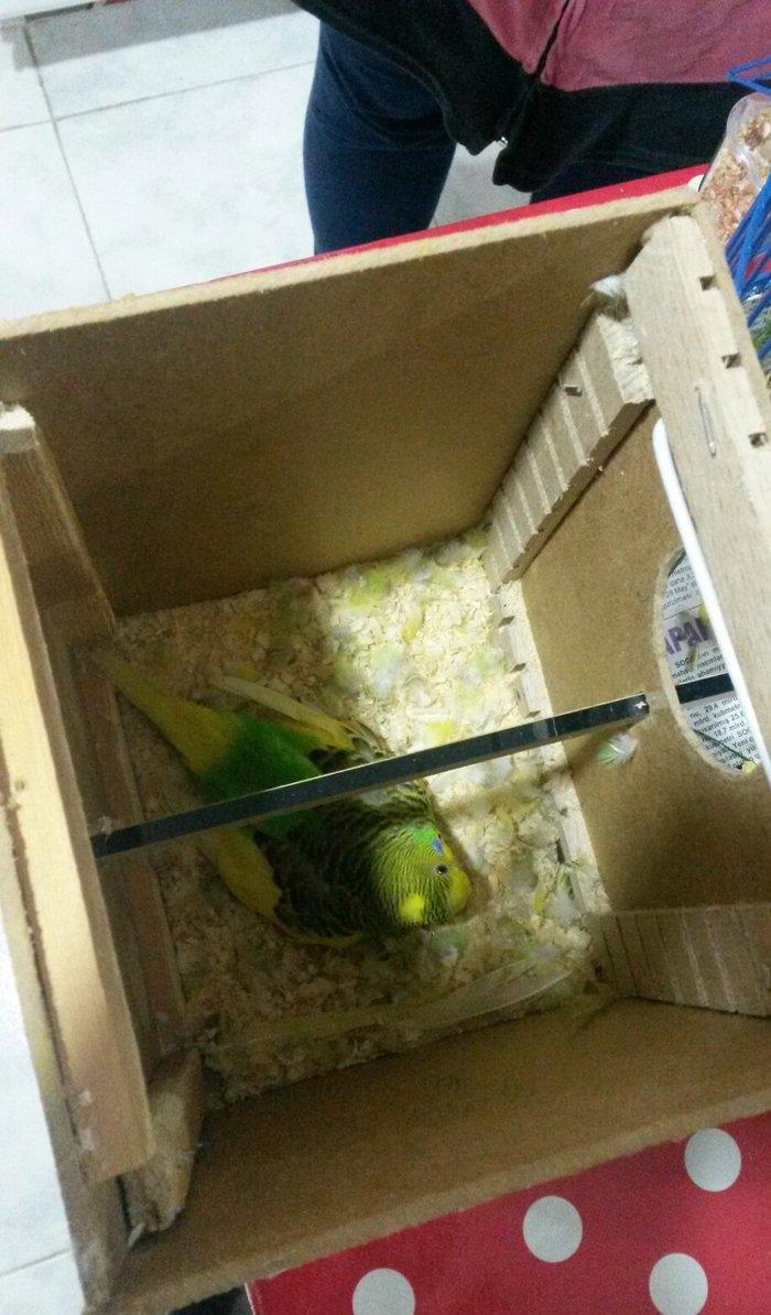 Cüt papuqay. Dişi 6 yumurta üstündəqəfəs yuva bir yerdə satılır whatsa