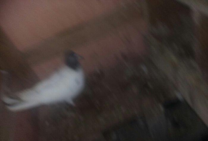 quşlar 4 cütdür.1 cüt ana 3 cüt baladan clxma.250 manat son qiymət.quş