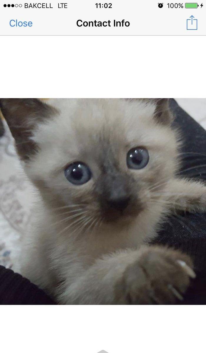 Сиамский котенок, девочка, 1 месяц, к лотку и корму приучена, домашняя