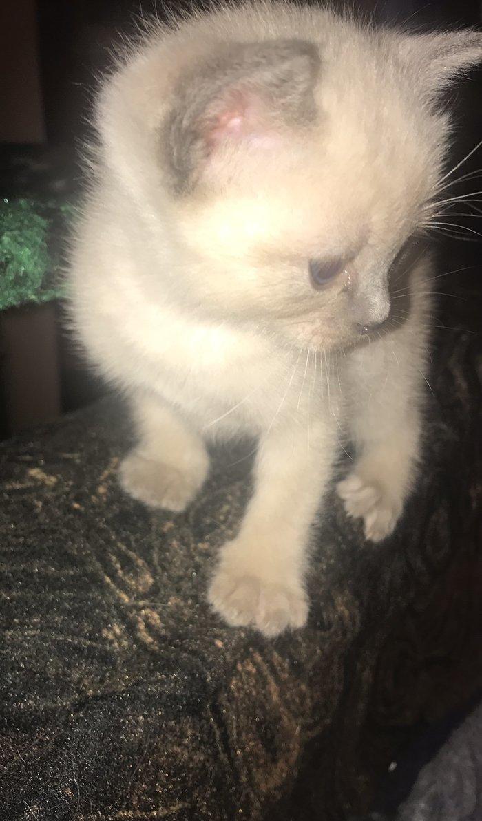 Сиамский котенок, девочка, 1 месяц, к лотку и корму приучена, домашняя