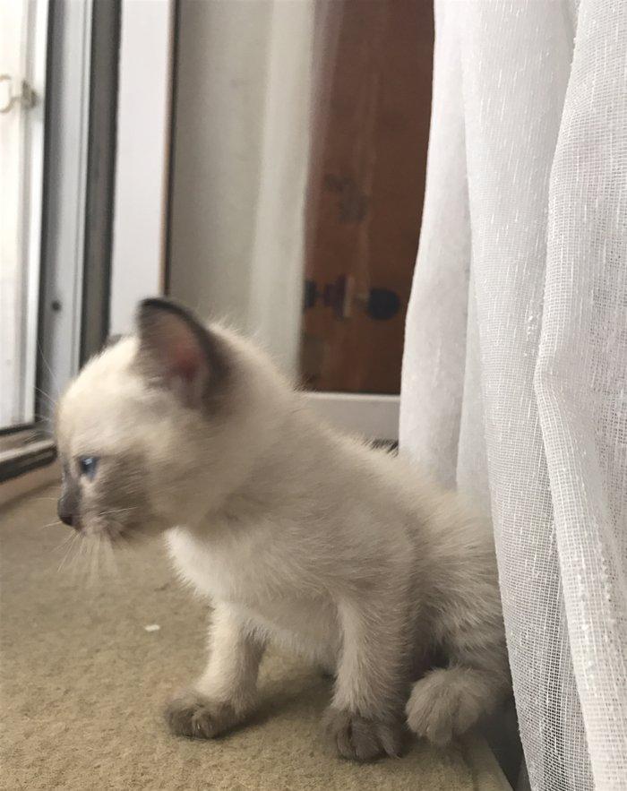 Сиамский котенок, девочка, 1 месяц, к лотку и корму приучена, домашняя
