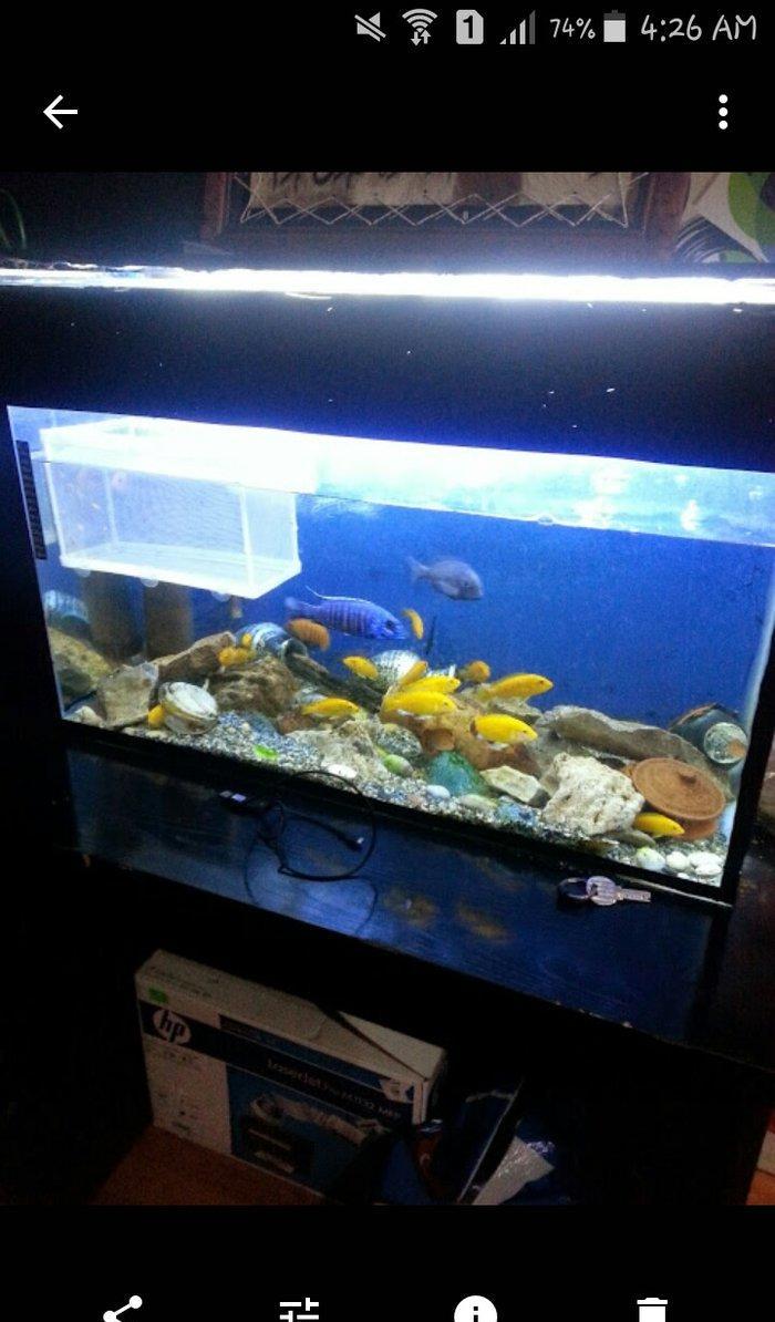 Akvarium.satilir tecili 340 lt su tutur ya 240  lt  tecili satilir Ha