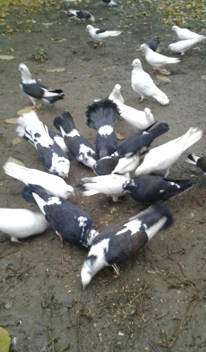 Ev göyərçinləri, qara, ağ, qara - ağ, ünvan Quba şəhər Cəfər Cabbarlı