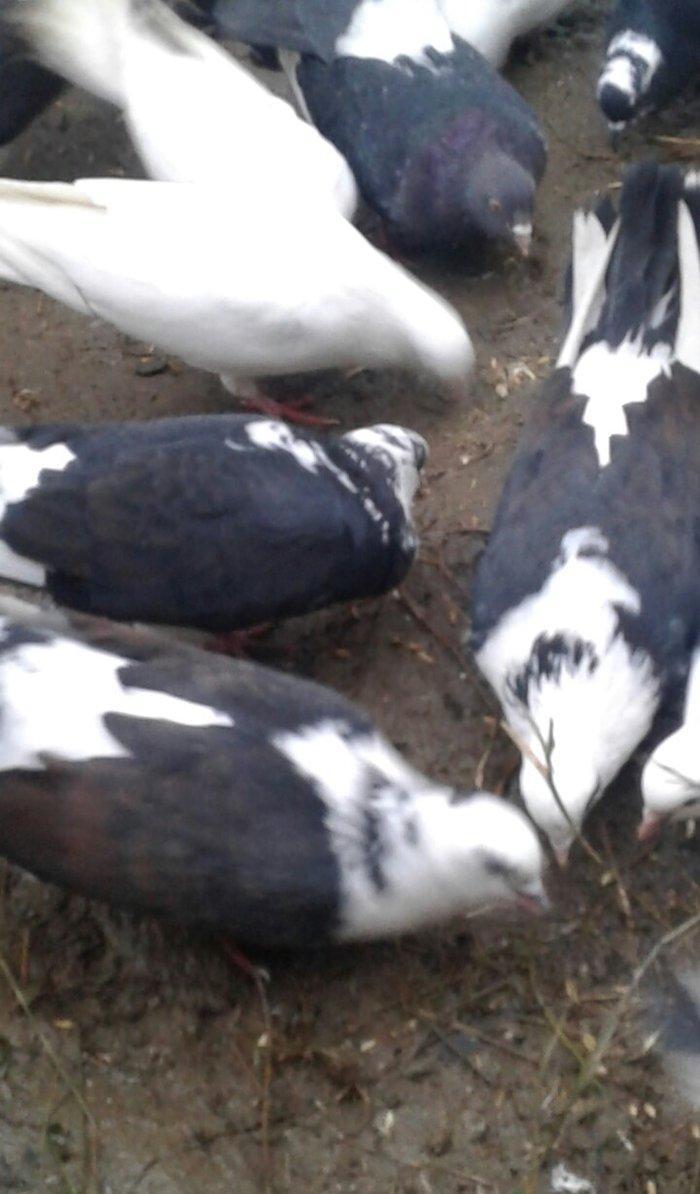 Ev göyərçinləri, qara, ağ, qara - ağ, ünvan Quba şəhər Cəfər Cabbarlı