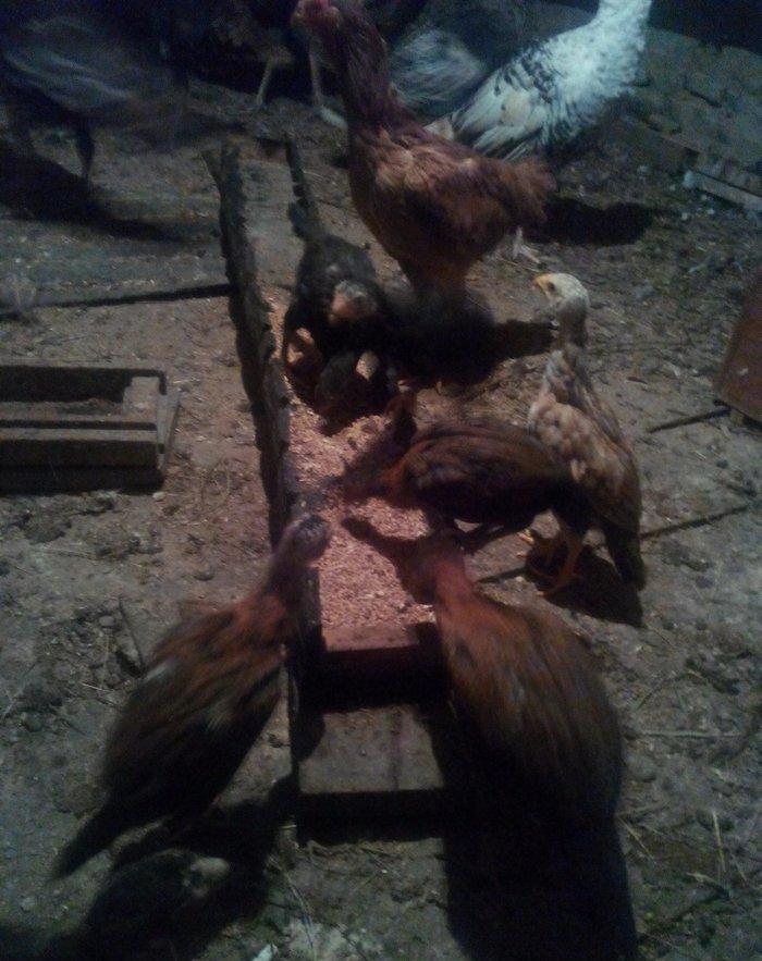 heyrati Ozbek. bu cutun balalari satilir sekilde gorunen cuceler 2 ayl