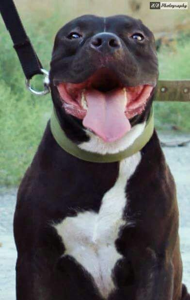 Erkek Pitbull Balasi Satilir son 1 qara bala qalib.Drak ve Ce****anin