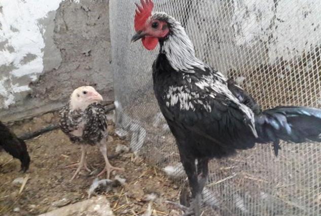 Sekildaki xoruzun ferasini aliram. Ya pulla yada digar dekorativ