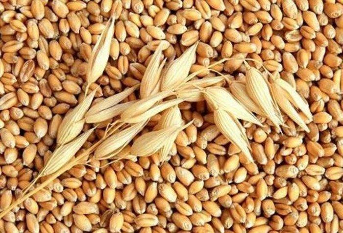 Topdan yem alırıq

sumqayıtda yeni açılacaq yem dükanına topdan yem tə