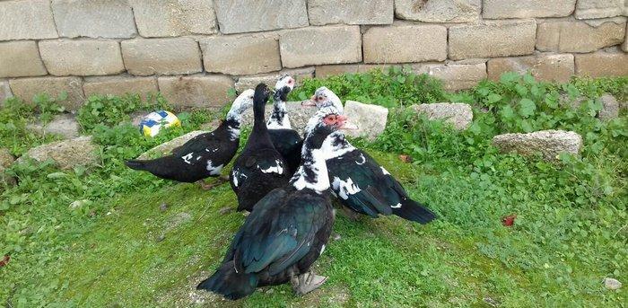 5 denesi bir erkek dört dişi 100 manat satılır amerika cinsidir tecili