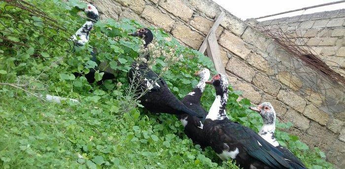 5 denesi bir erkek dört dişi 100 manat satılır amerika cinsidir tecili