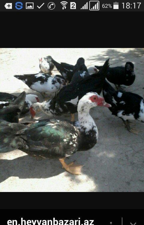 5 denesi bir erkek dört dişi 100 manat satılır amerika cinsidir tecili