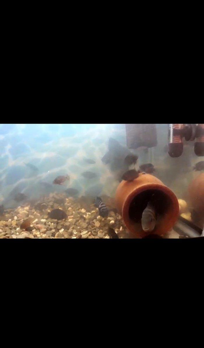 hamsin bir yerde ucuz verecem mirni baliglar saxlamag istiyirem. oz ba