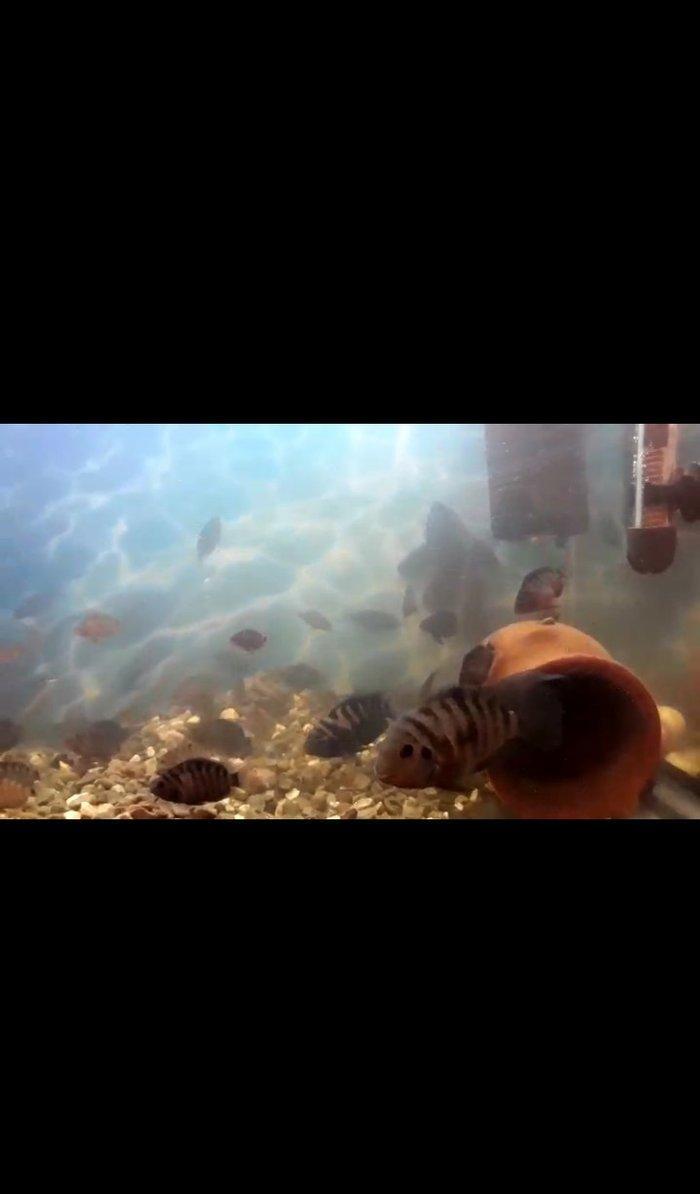 hamsin bir yerde ucuz verecem mirni baliglar saxlamag istiyirem. oz ba