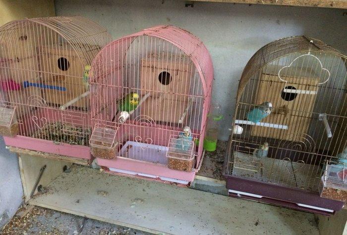 her cur islenmis qefesler.1 ci ve 2 ci sekildeki qefesler + yuva 15