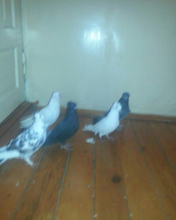 kekililer 12 13 14 tukler beside mayadi optum qiymete gore narahat etm