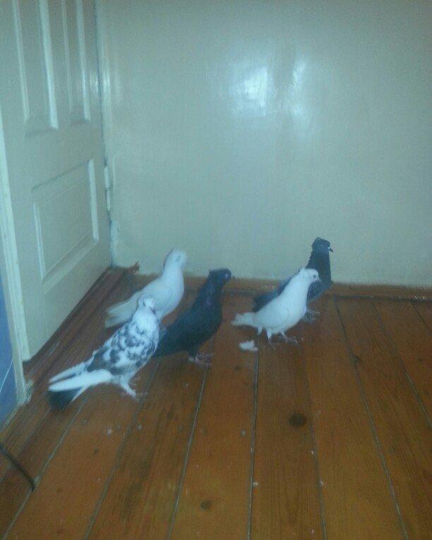 kekililer 12 13 14 tukler beside mayadi optum qiymete gore narahat etm