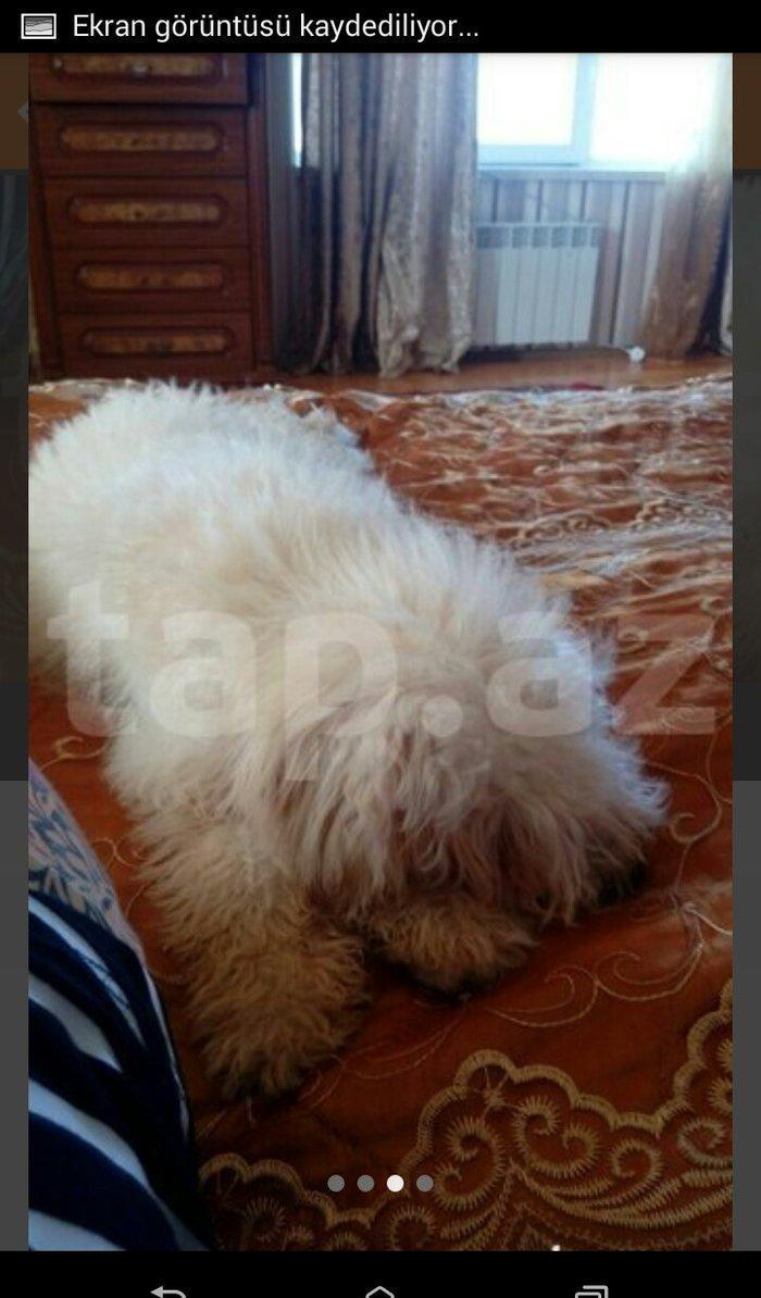 balonka satilir disi 5 ayliqdir cox oynagan mehriban itdi qiymetde ra