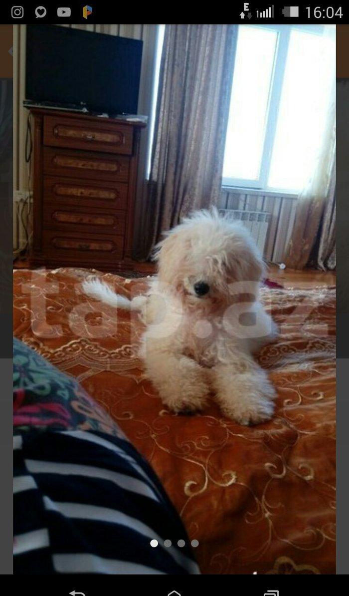 balonka satilir disi 5 ayliqdir cox oynagan mehriban itdi qiymetde ra